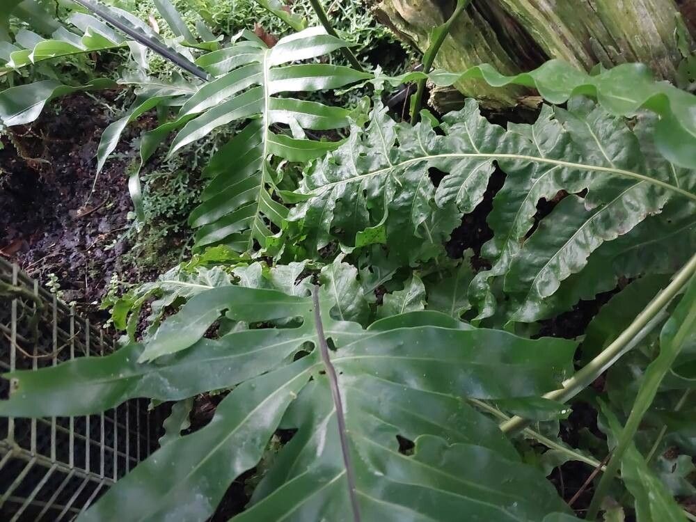 Microsorum maximum leaf