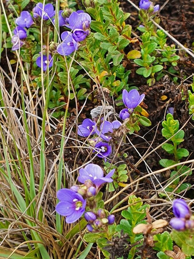 Veronica glandulosa leaf