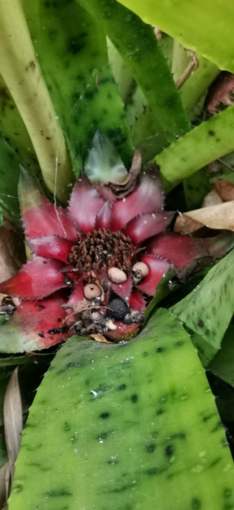 Canistrum giganteum flower