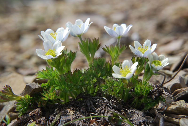 Anemone lithophila — search result for 'Anemone'