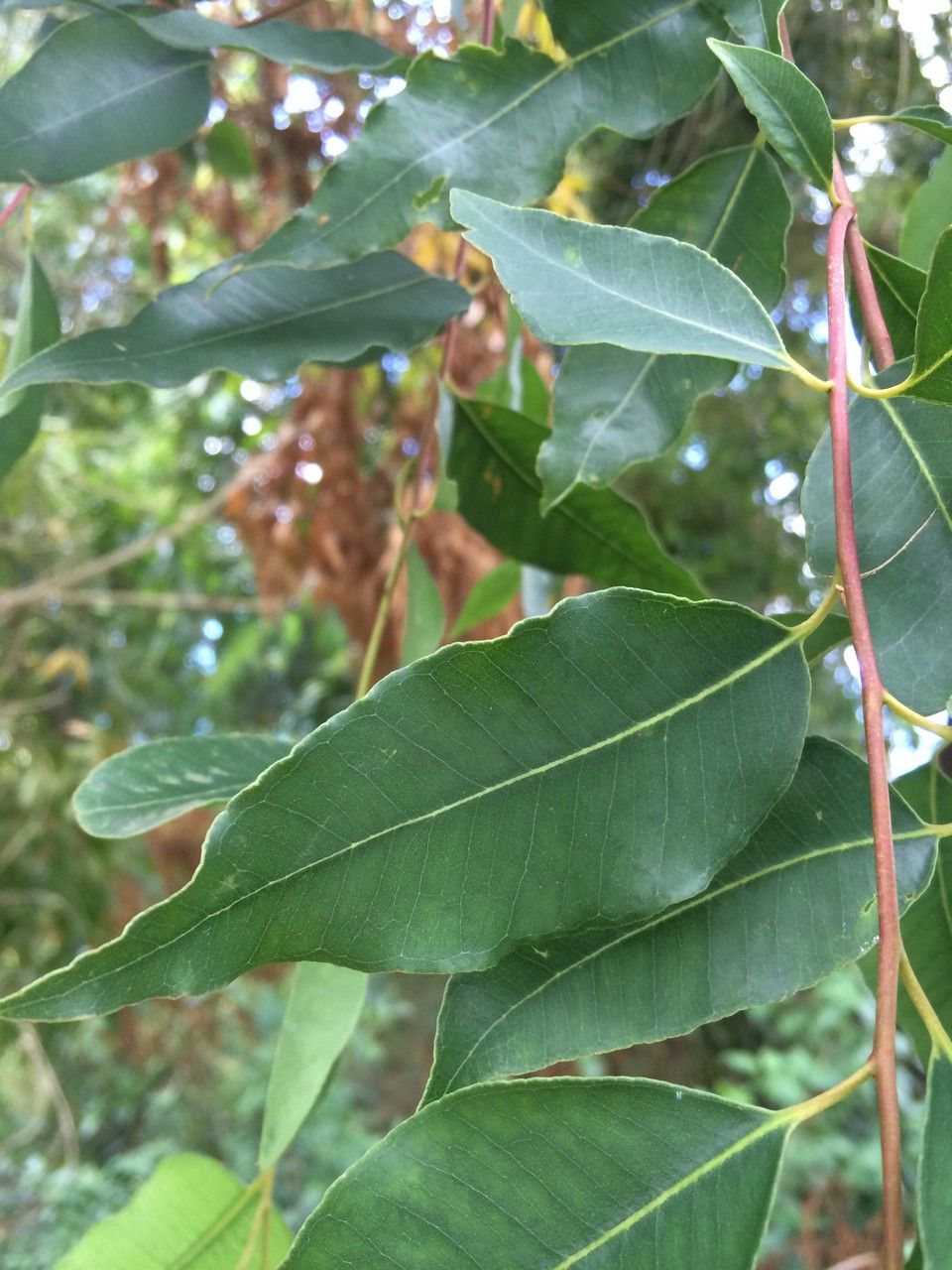 Eucalyptus microtheca leaf