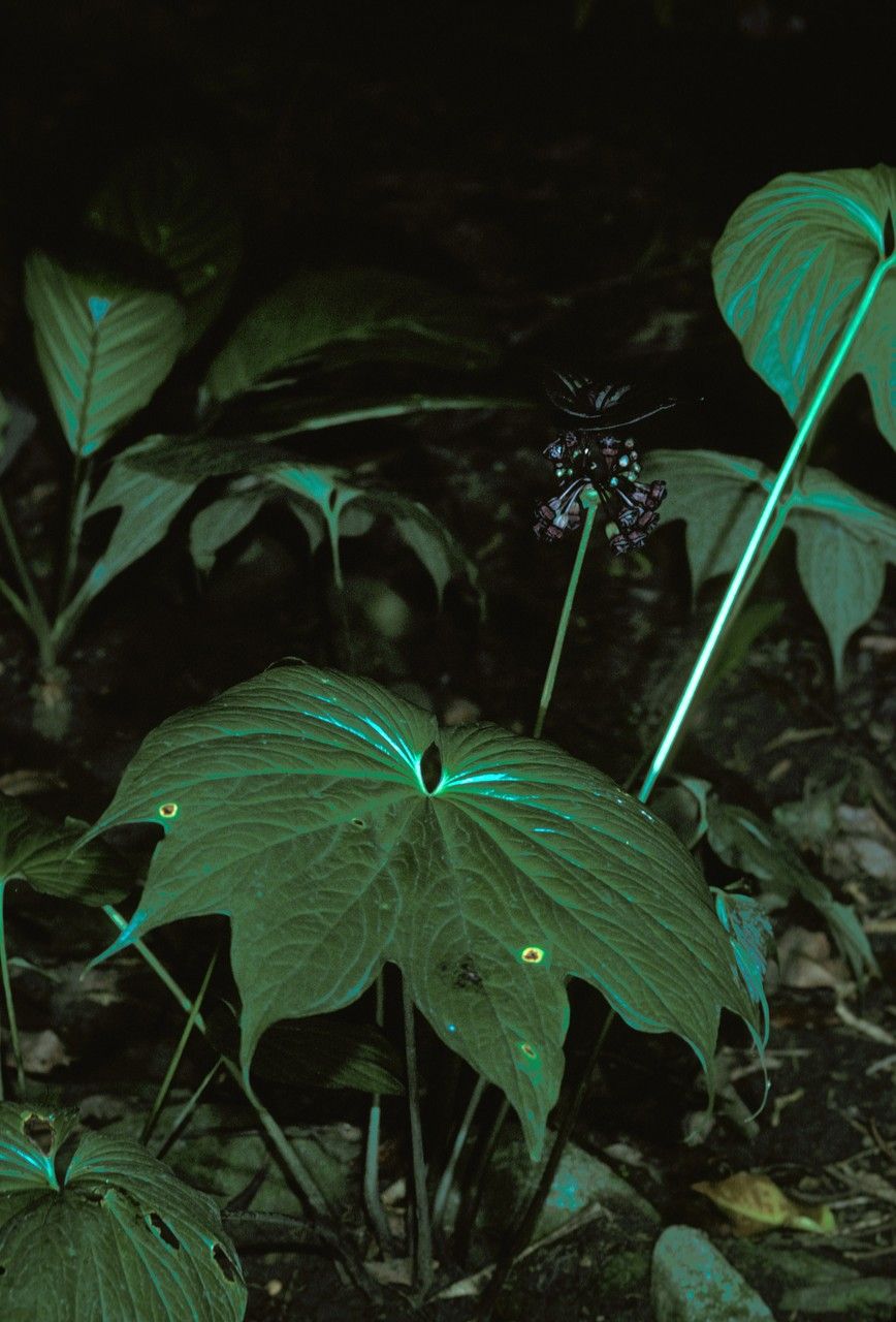 Tacca palmatifida — search result for 'Tacca'