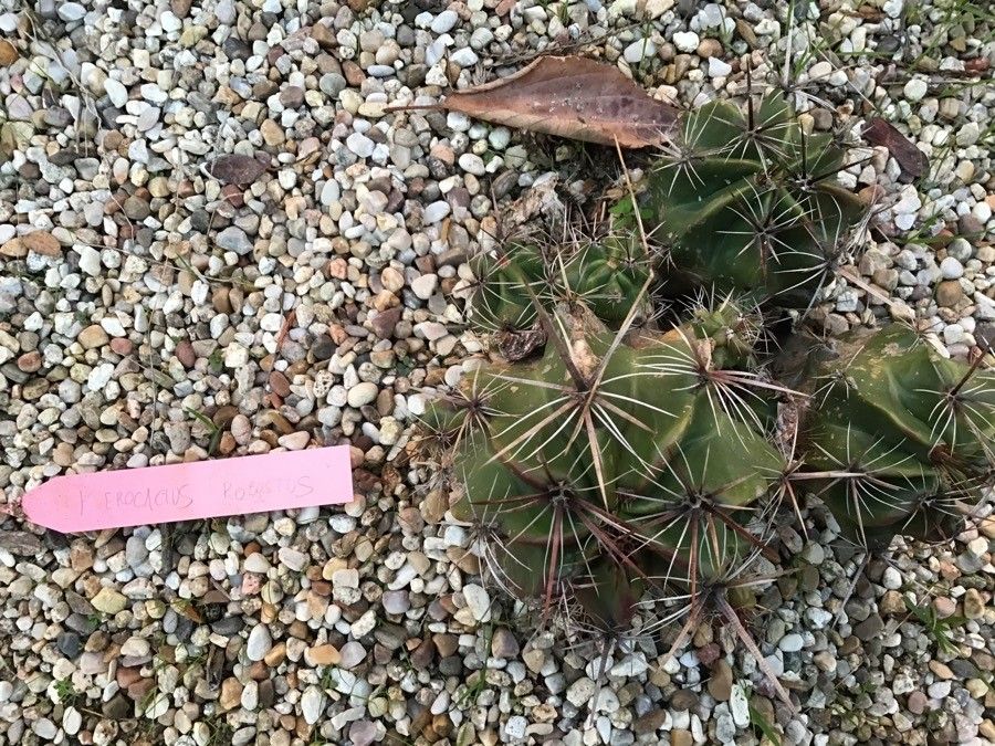 Ferocactus robustus — houseplant care guide