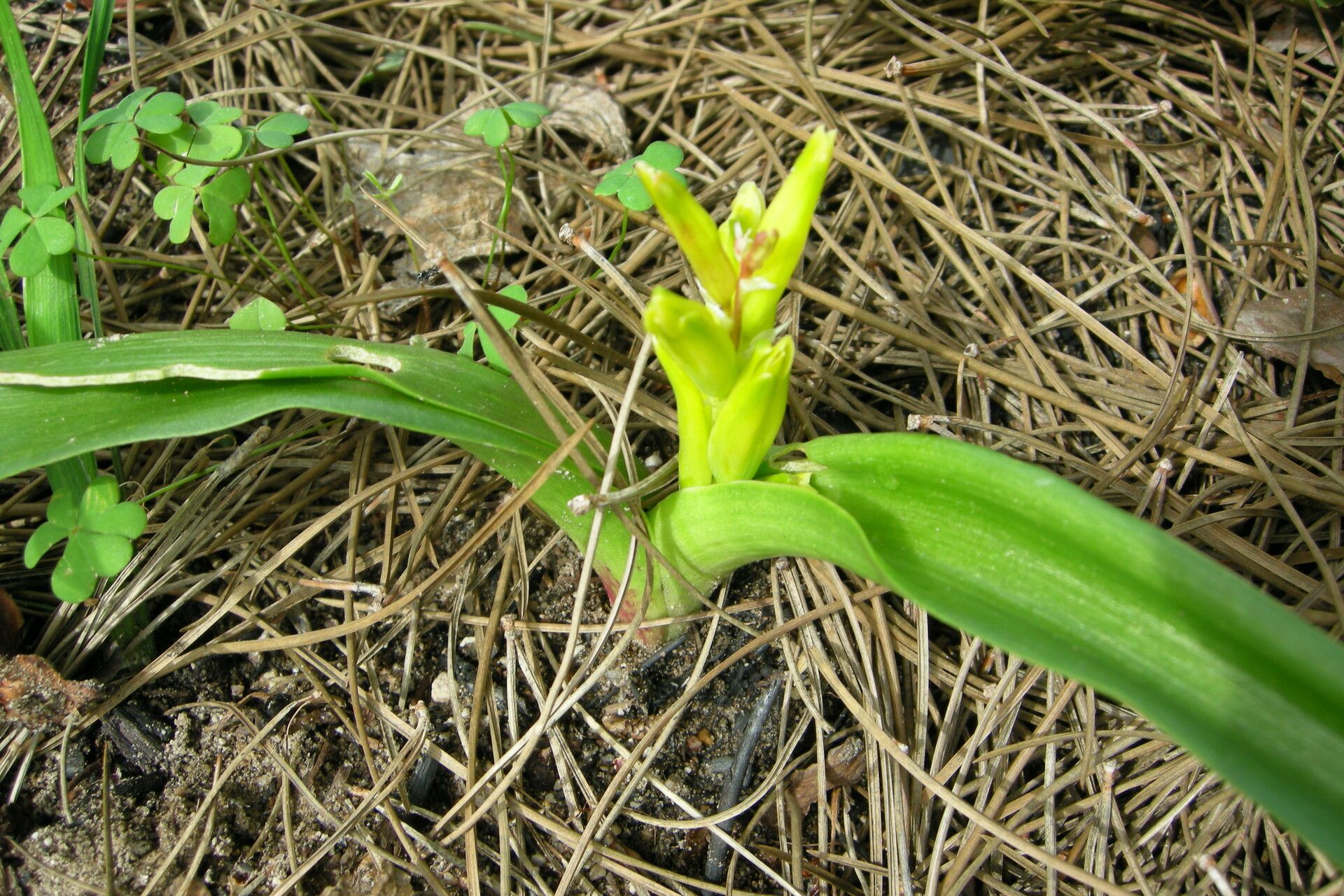 Lachenalia reflexa — houseplant care guide