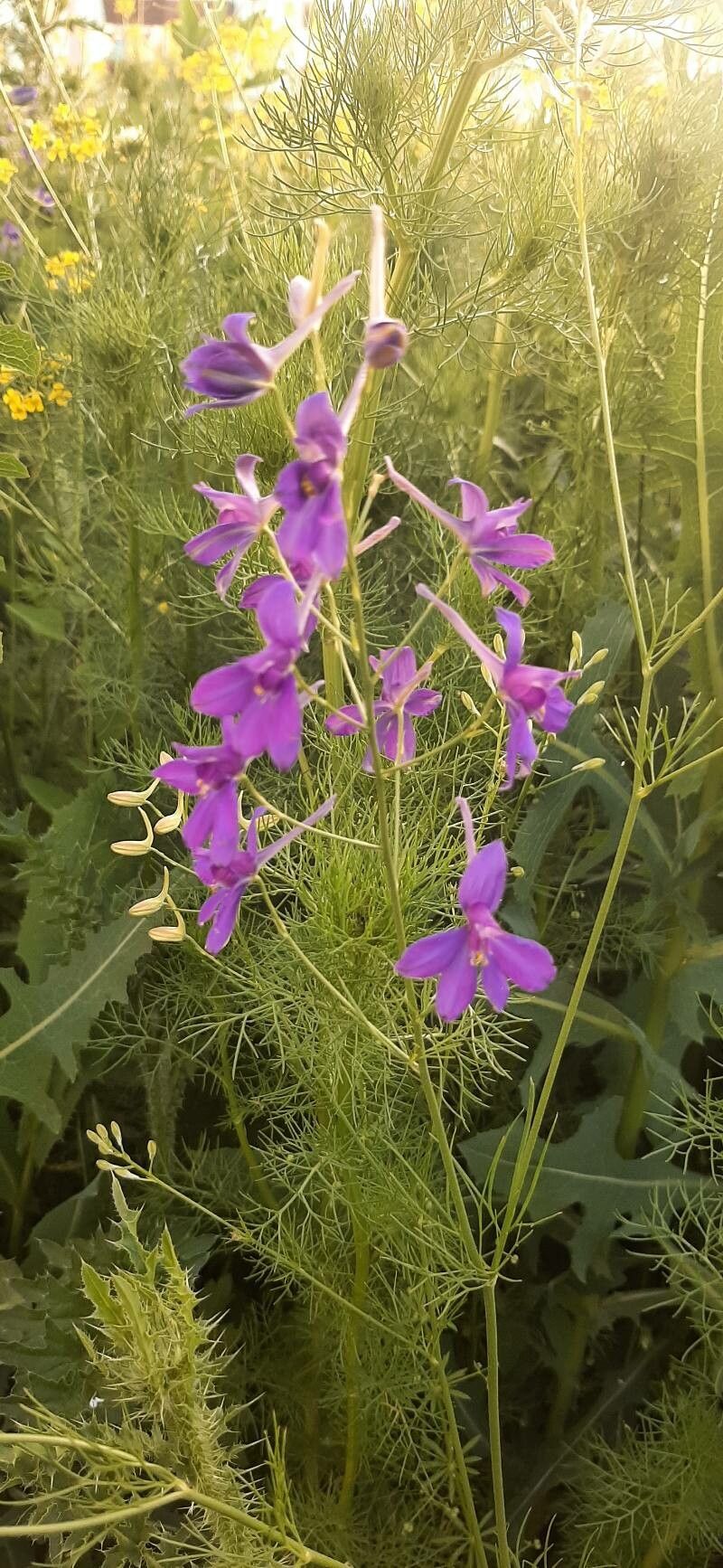 Consolida regalis bark
