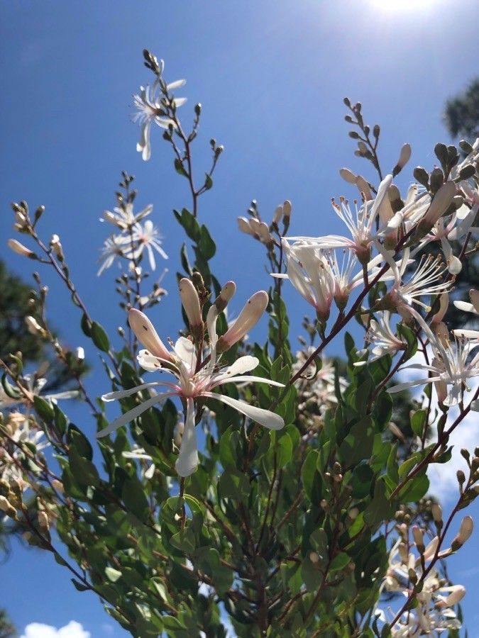 Bejaria racemosa — search result for 'Alabama'