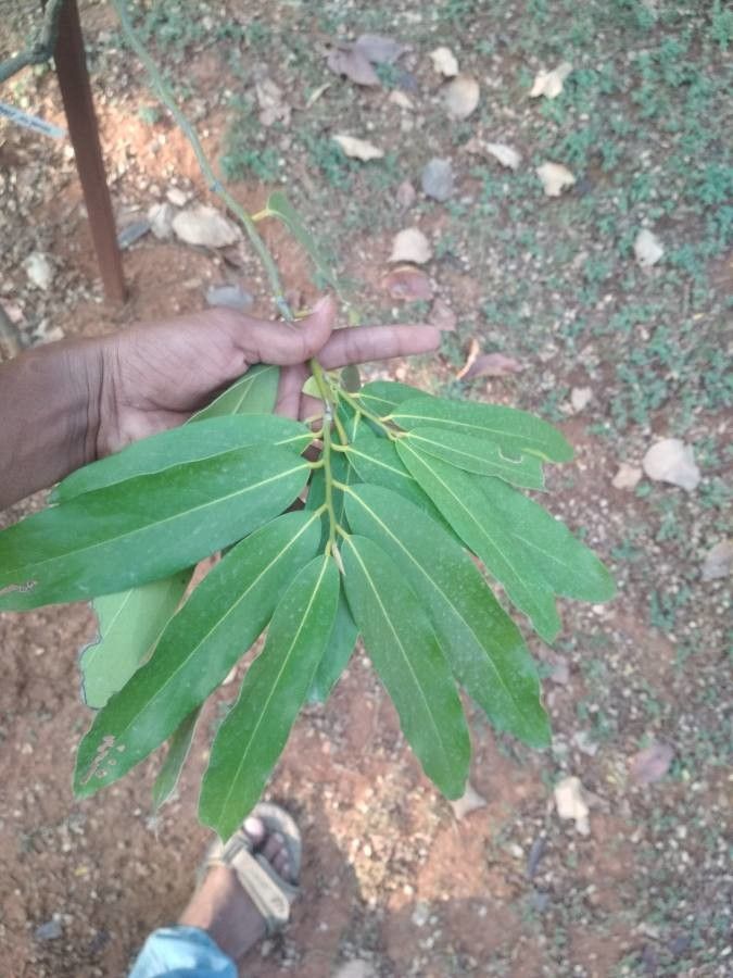 Diospyros malabarica — houseplant care guide