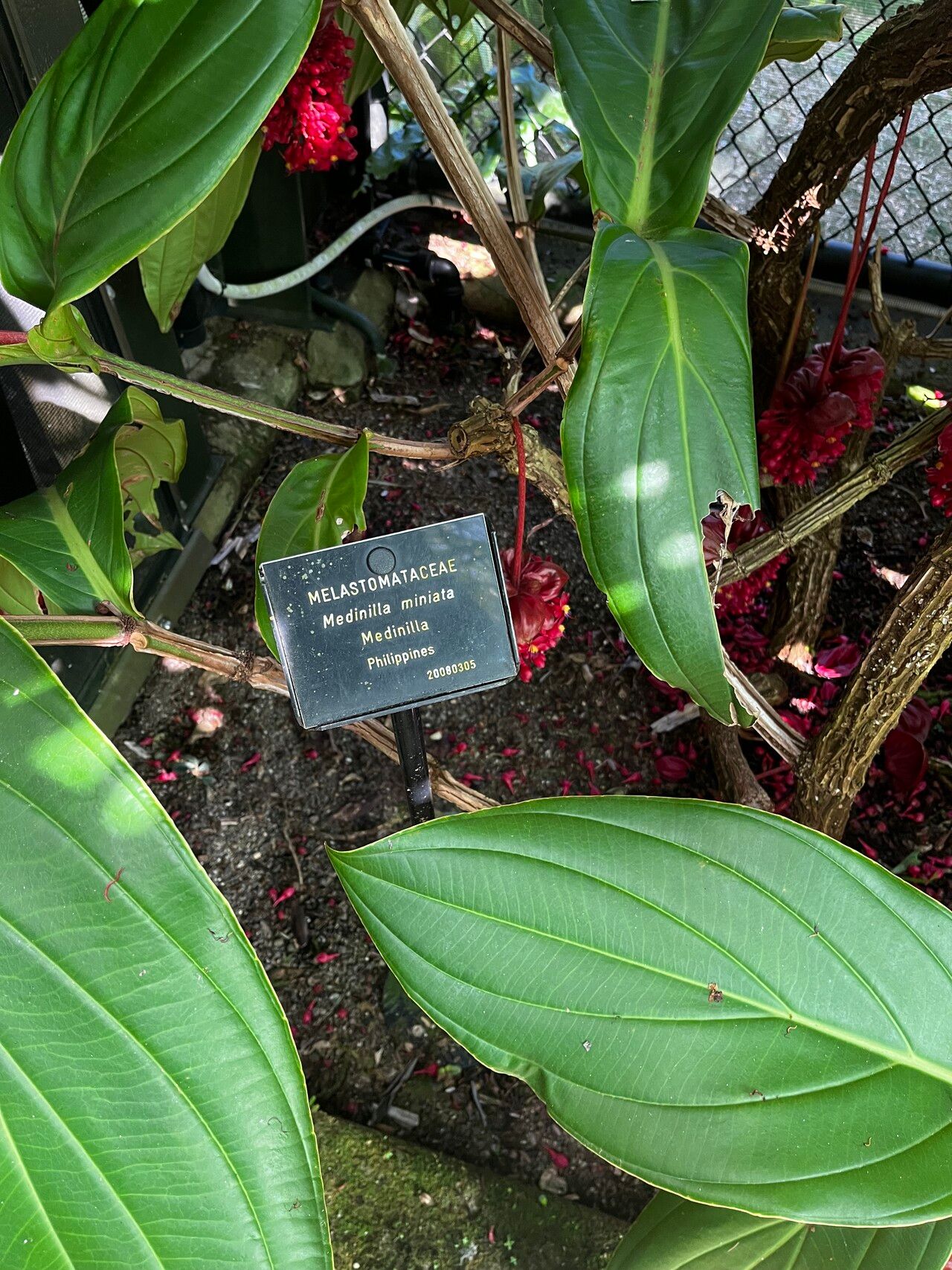 Medinilla miniata habit