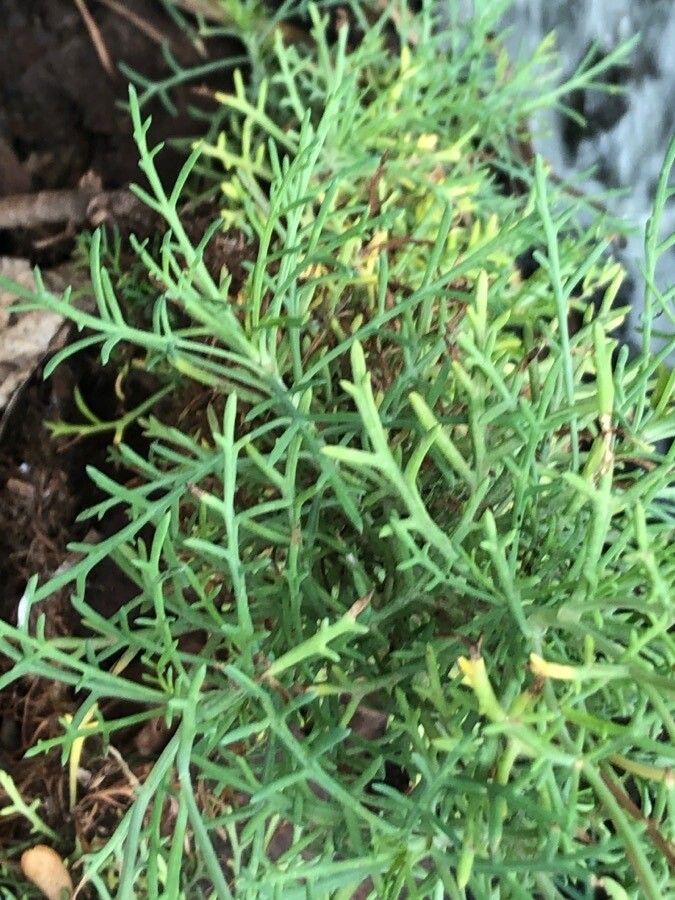 Tanacetum ferulaceum leaf