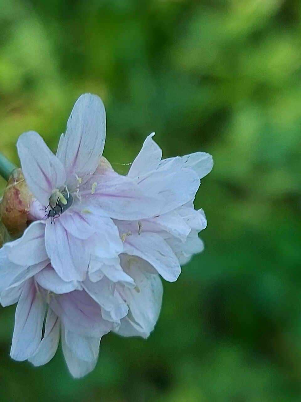 Armeria sulcitana flower