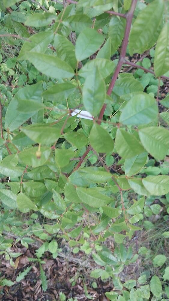 Rosa clinophylla — houseplant care guide