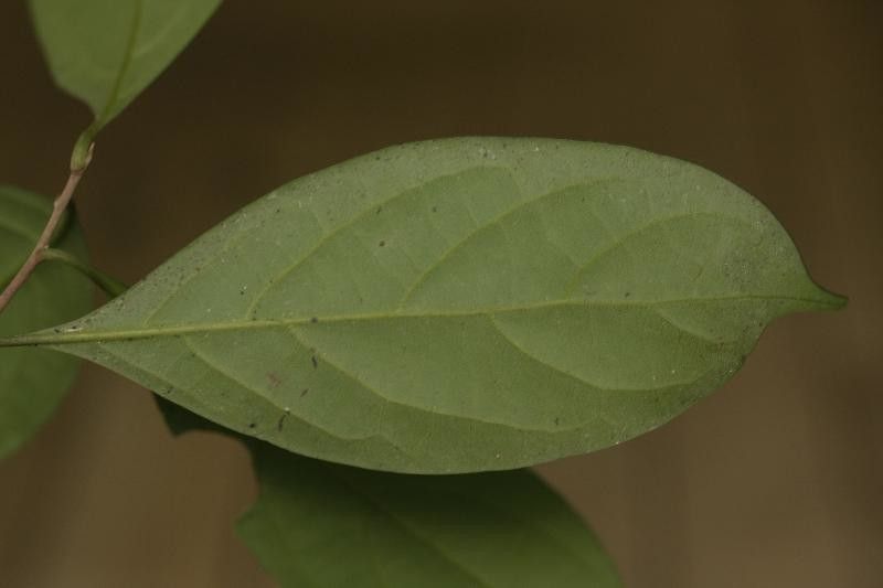 Licaria martiniana leaf