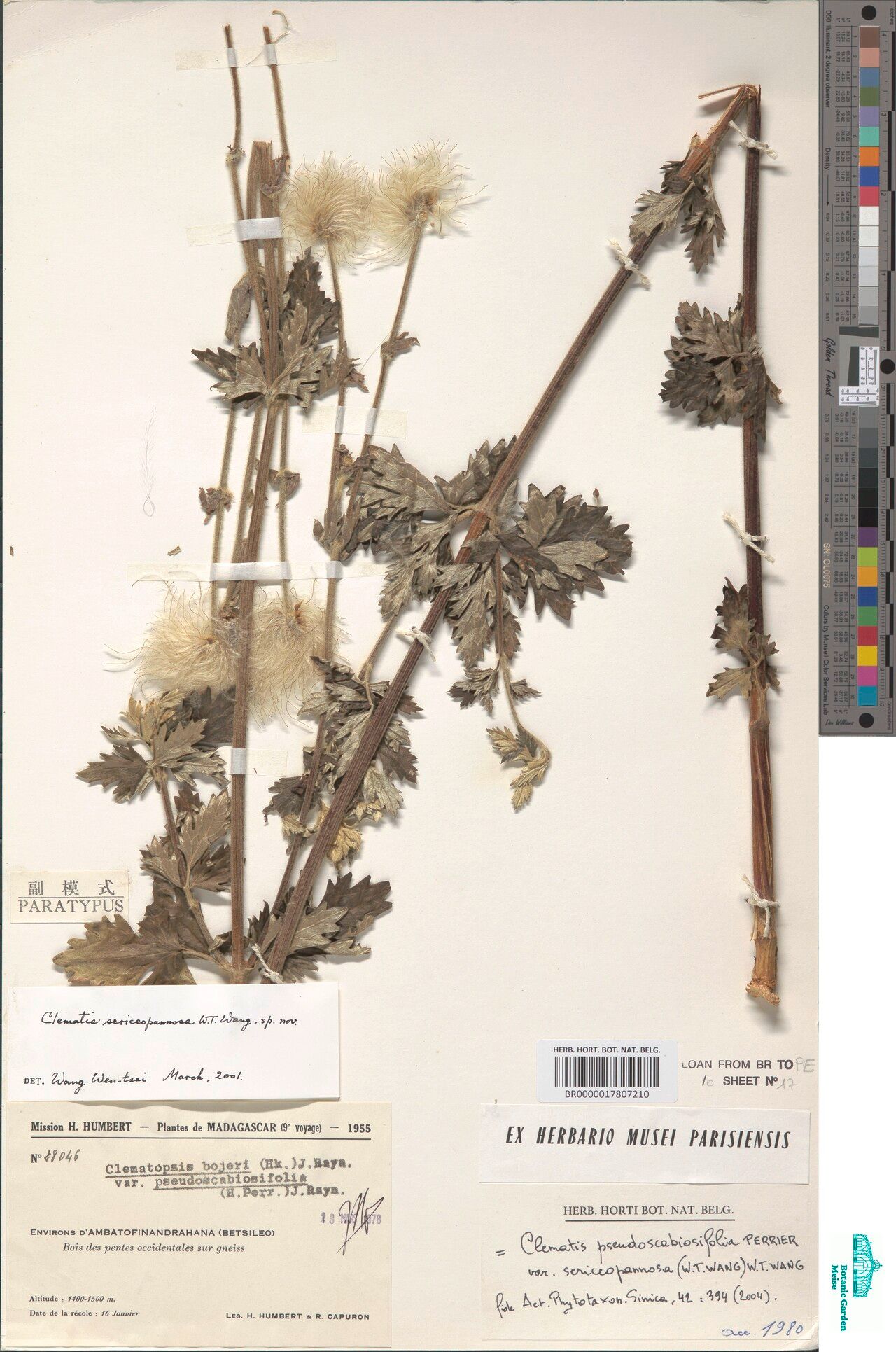 Clematis pseudoscabiosifolia — search result for 'Clematis'