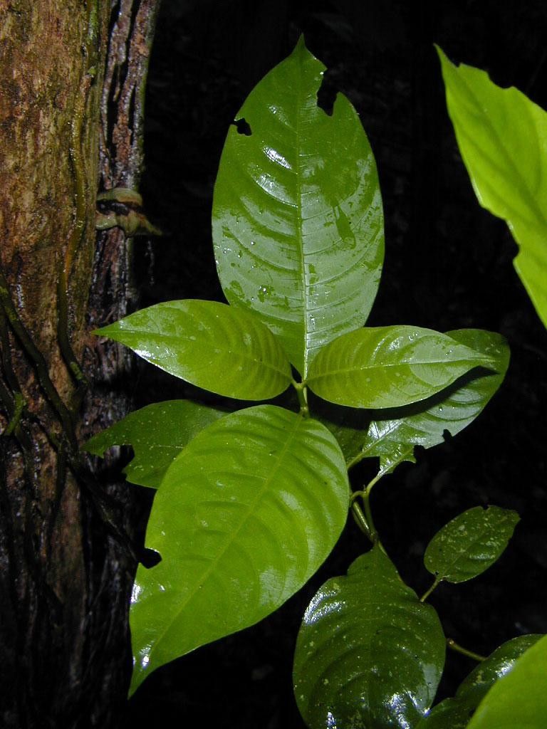 Palicourea beachiana — houseplant care guide