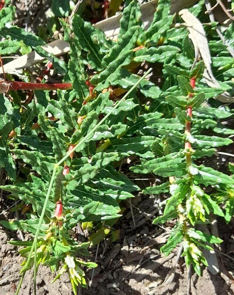 Mandevilla petraea leaf