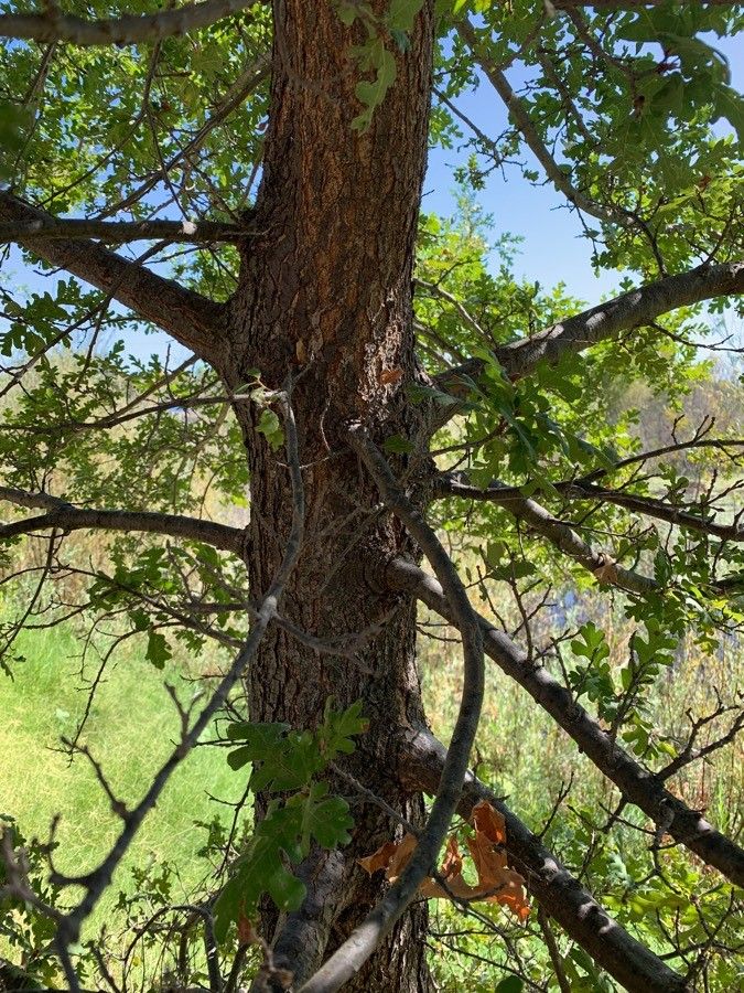 Quercus garryana bark