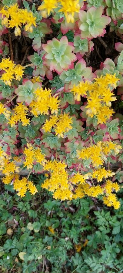 Phedimus hybridus flower