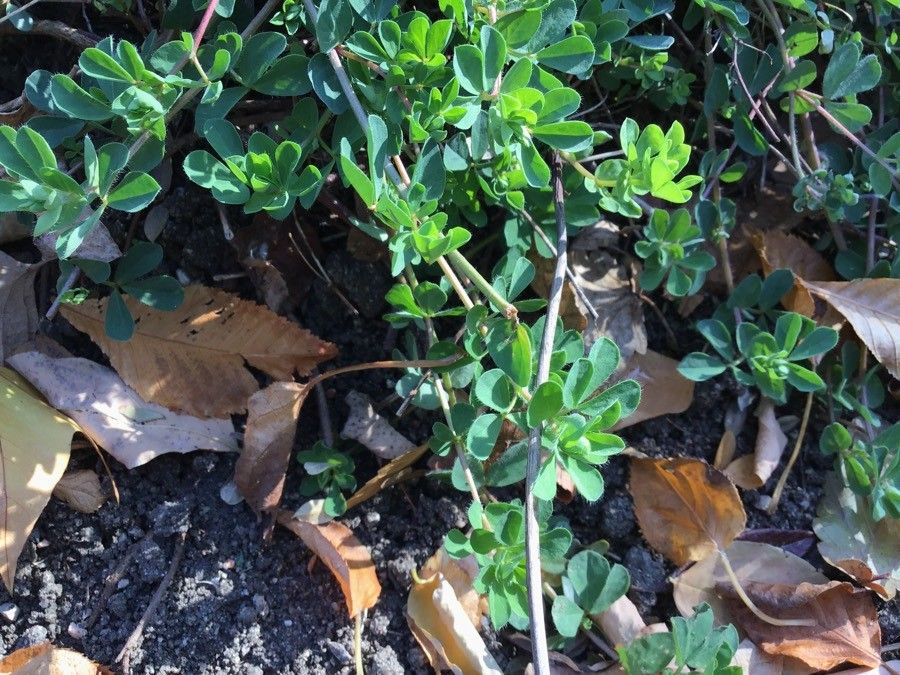 Lotus parviflorus leaf