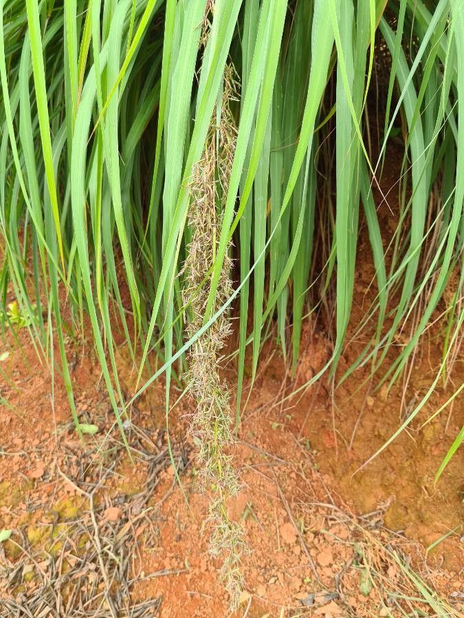 Cymbopogon nardus flower
