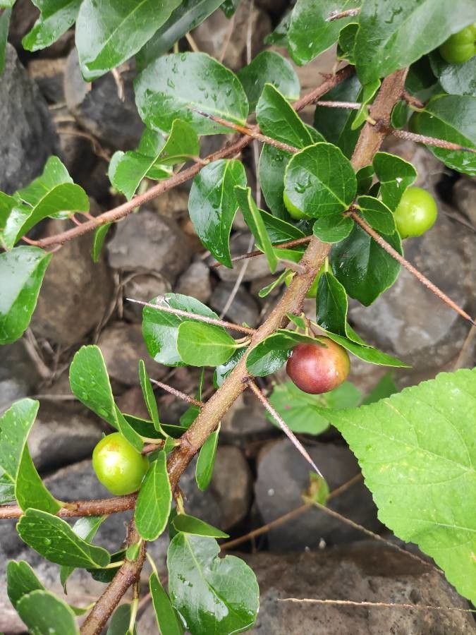 Flacourtia indica fruit