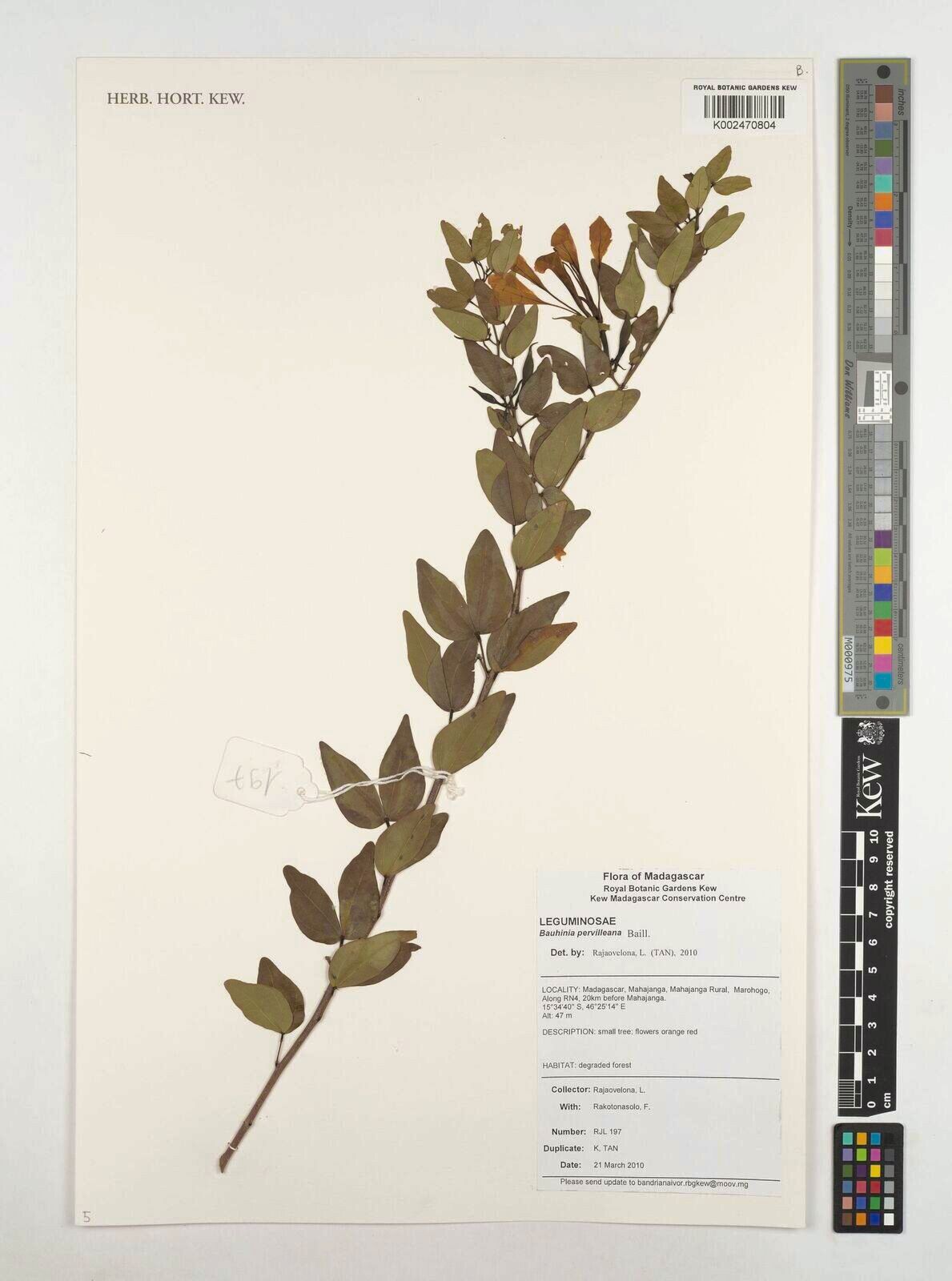 Bauhinia pervilleana — houseplant care guide