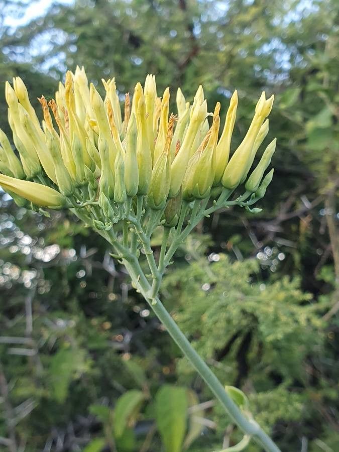 Kalanchoe mitejea flower