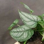 Monstera siltepecana