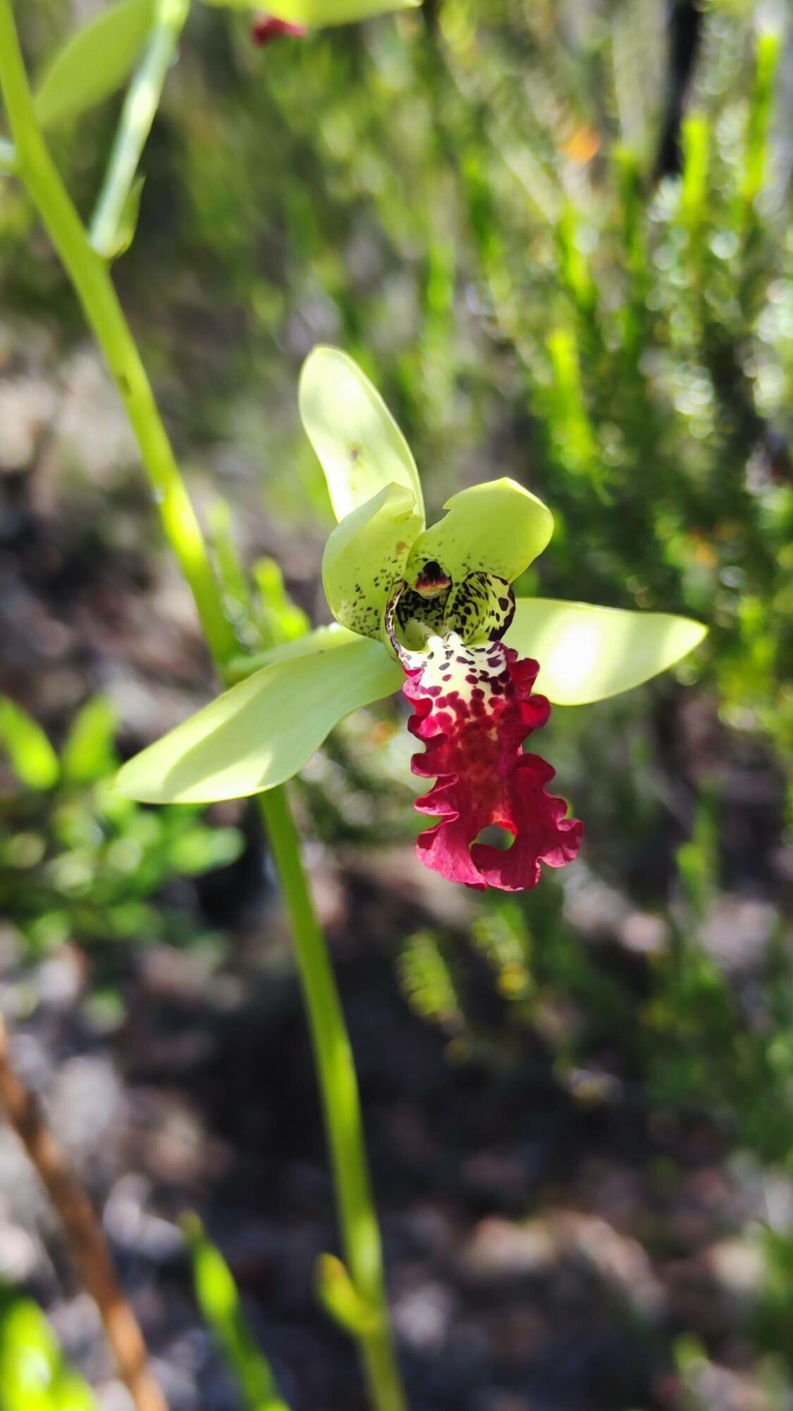 Eulophia flabellata flower