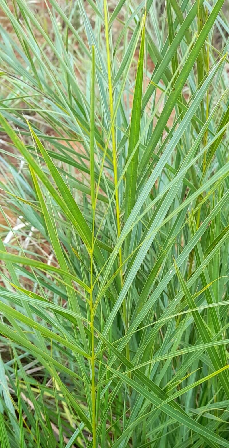 Allagoptera campestris leaf
