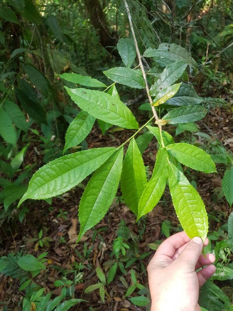 Symplocos naniflora leaf