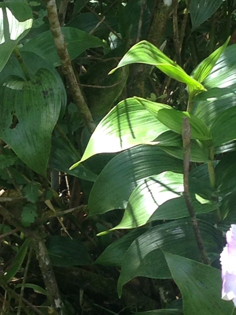 Sobralia warszewiczii — houseplant care guide