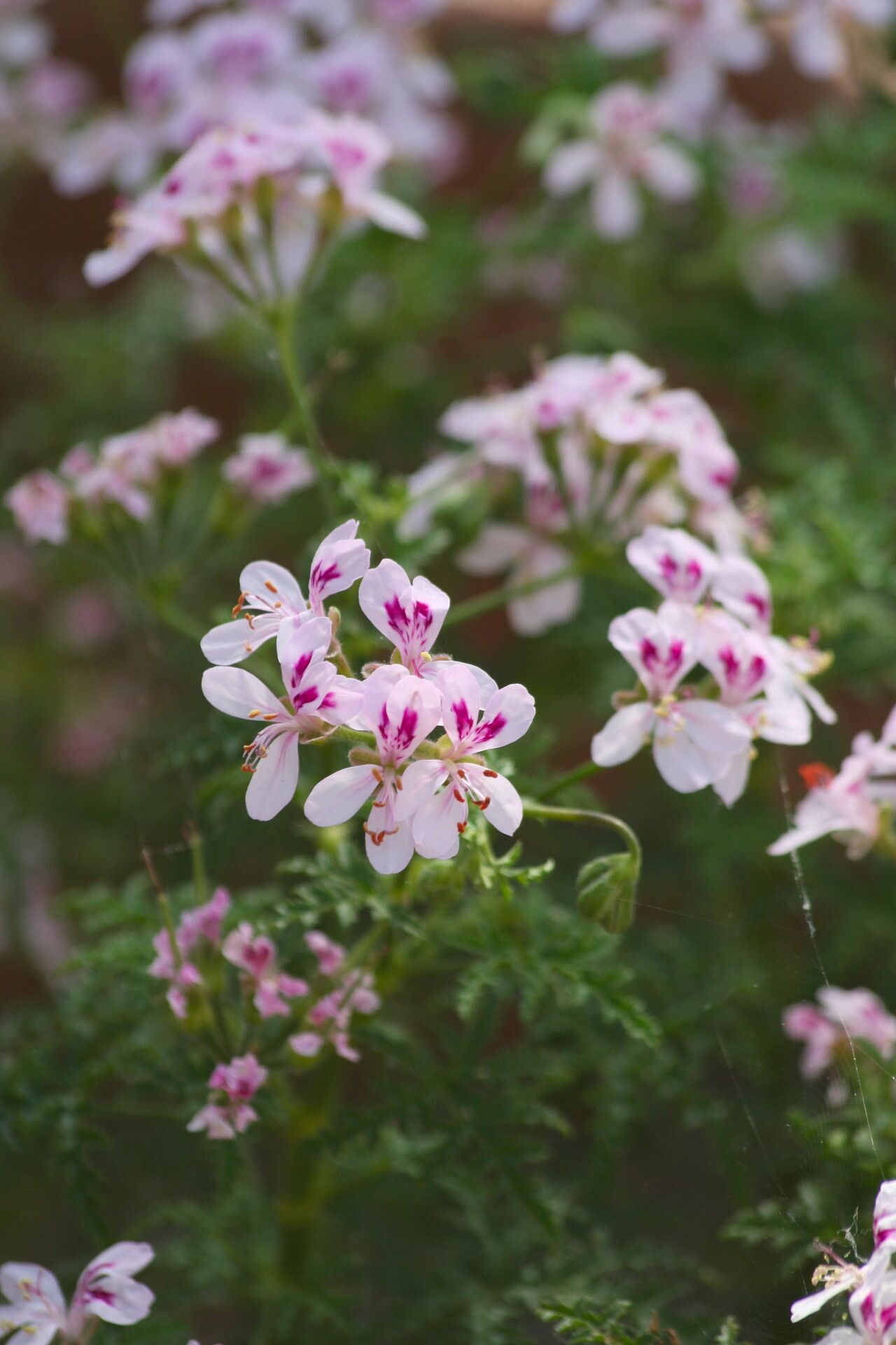 Pelargonium denticulatum — houseplant care guide