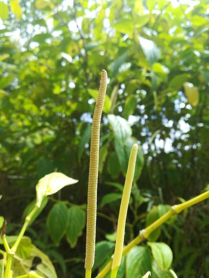 Piper hispidum fruit