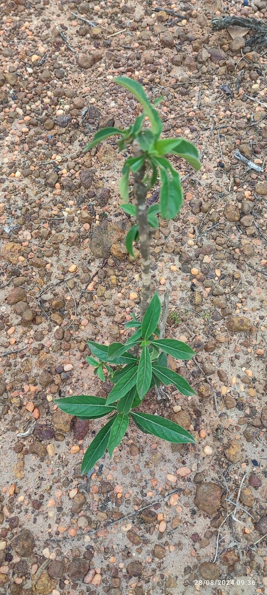 Morinda coreia — related species from the same genus