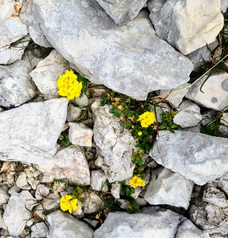 Alyssum ovirense — houseplant care guide