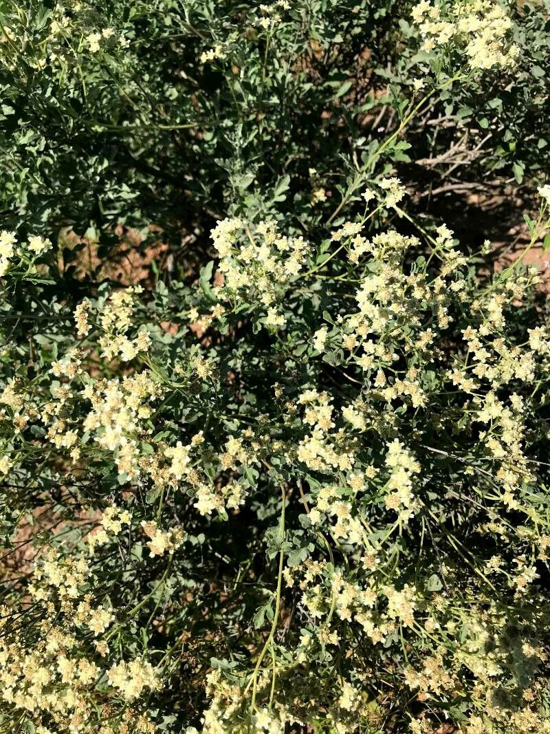 Parthenium incanum habit