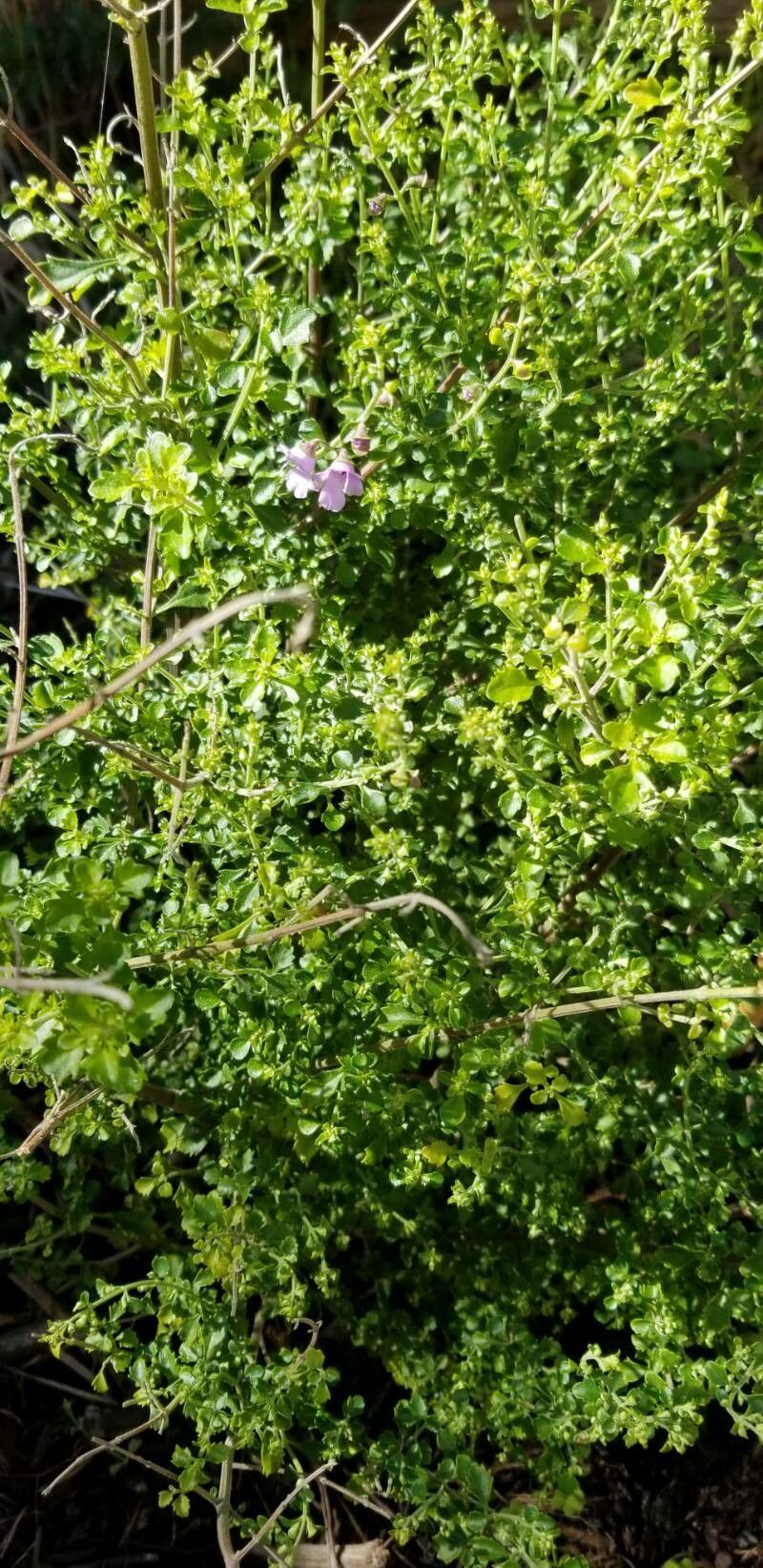 Prostanthera sieberi habit