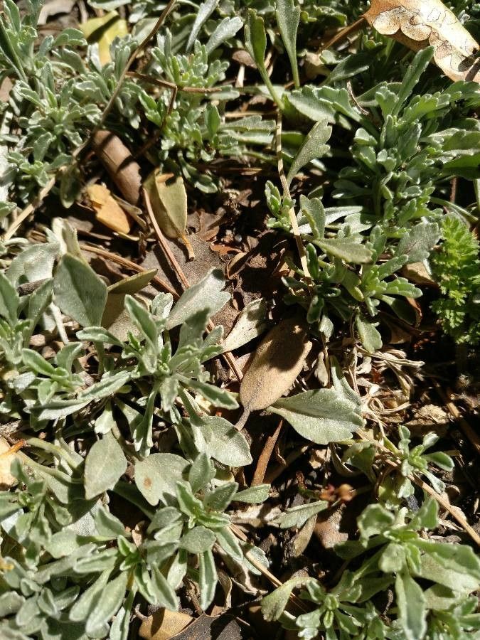 Jacobaea boissieri leaf