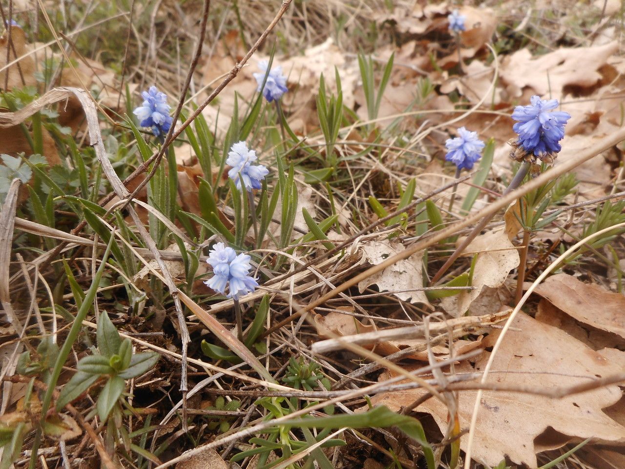 Pseudomuscari azureum other