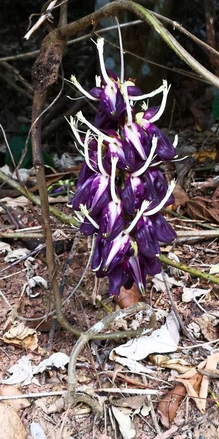 Mucuna sempervirens flower
