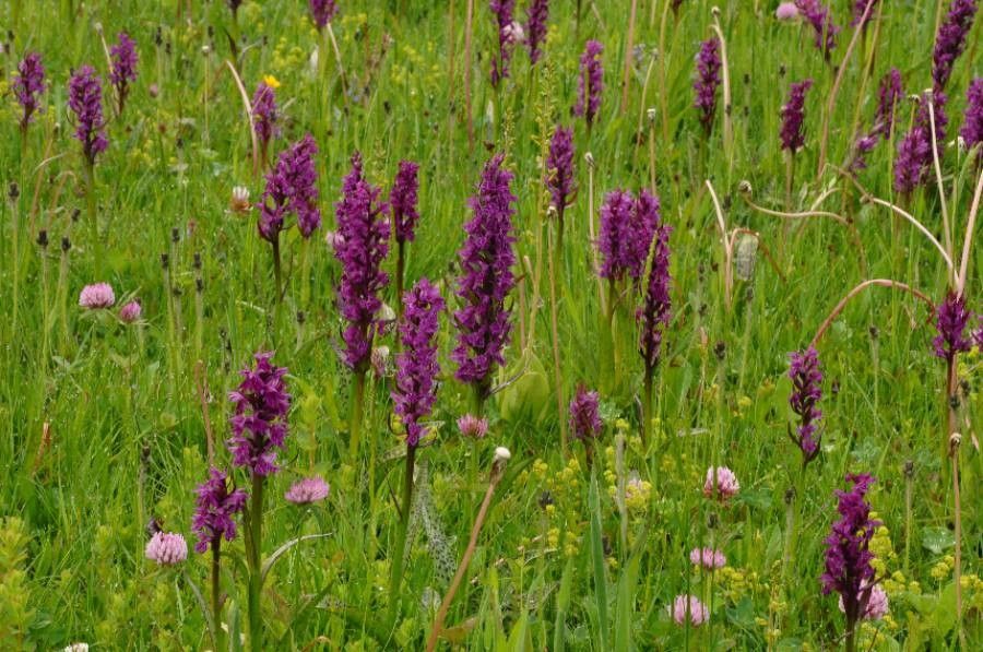 Dactylorhiza majalis flower