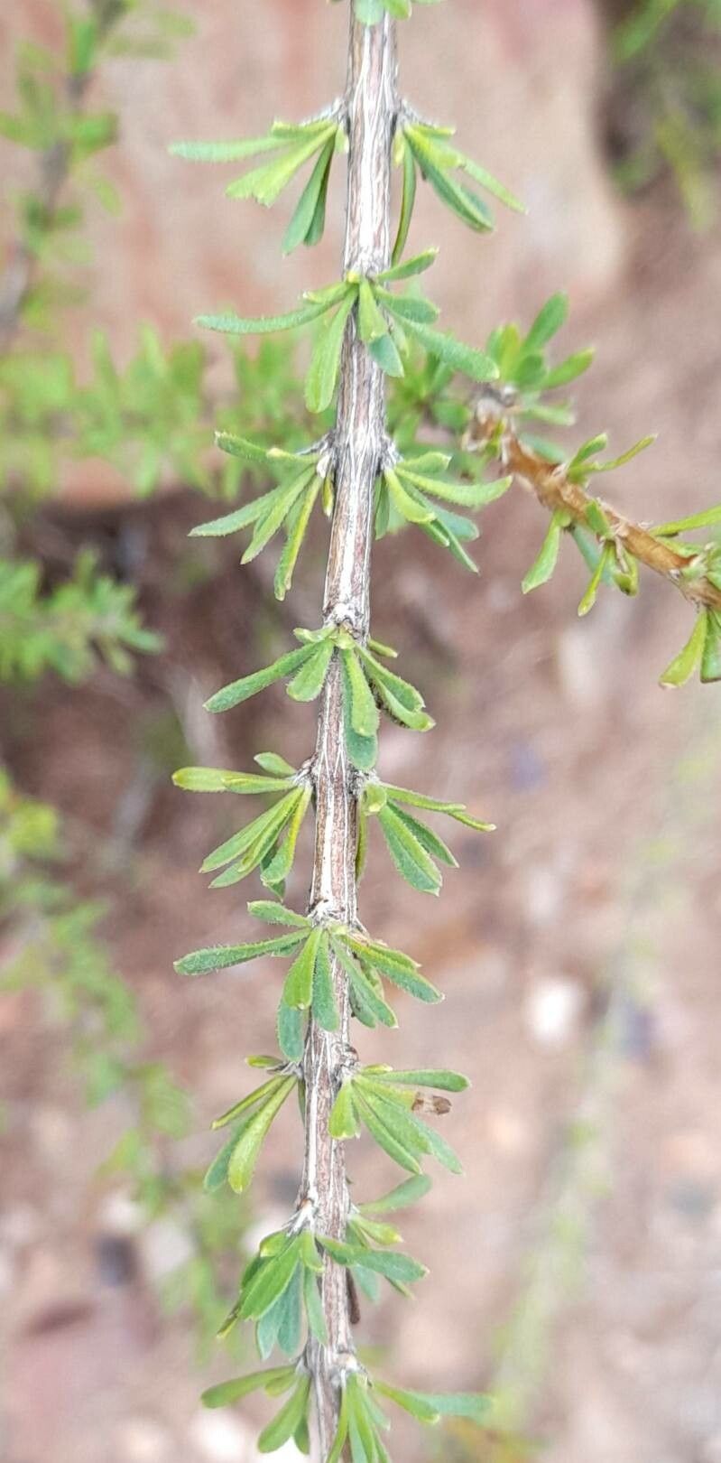 Mulguraea asparagoides — related species from the same genus