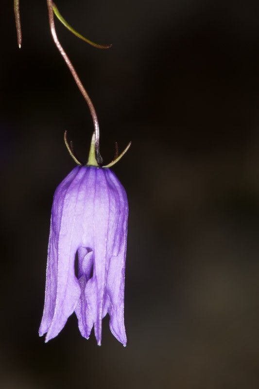 Campanula excisa flower