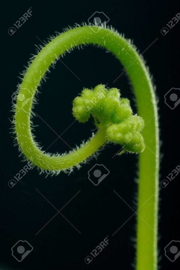 Drosera capensis fruit