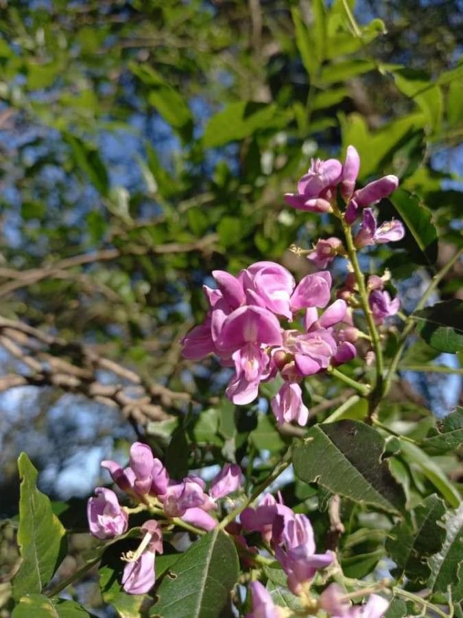 Lonchocarpus nitidus flower