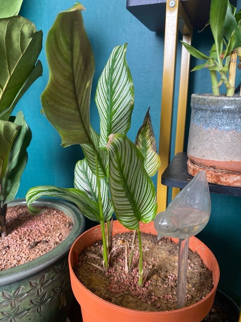 Goeppertia majestica bark