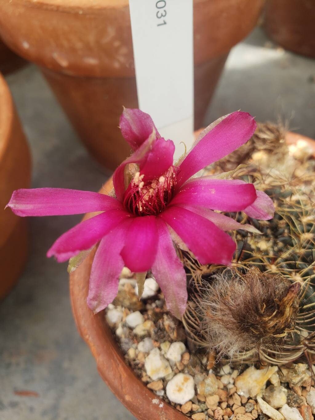 Lobivia tegeleriana — houseplant care guide