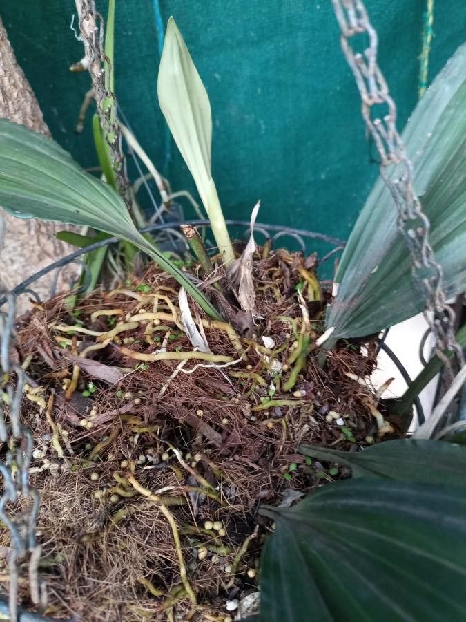 Stanhopea grandiflora habit