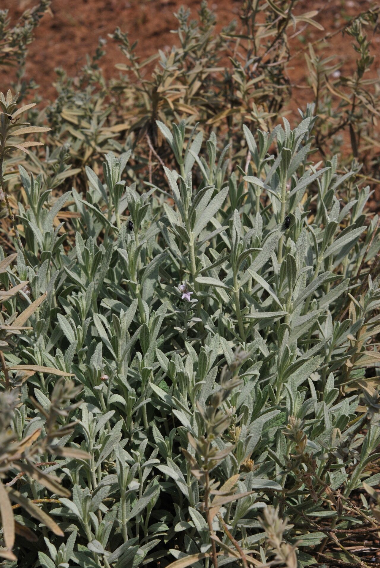 Stachys aegyptiaca