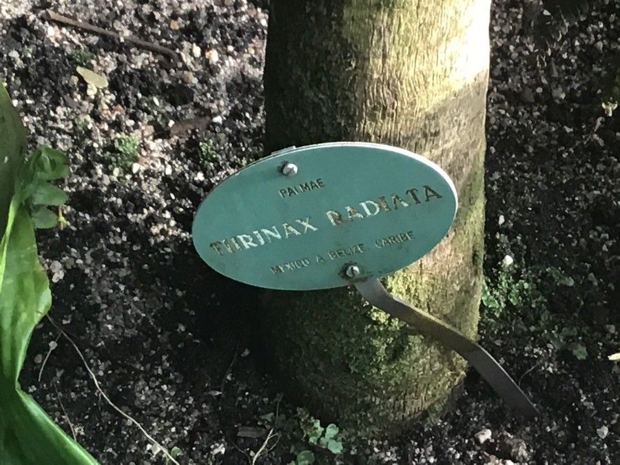 Thrinax radiata bark